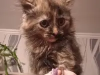 Милые и воспитанные котята ждут своих хозяев!, фотография 4