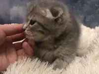 Шотландские вислоухие котята, фотография 6