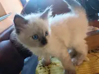 Продам котят, фотография 2