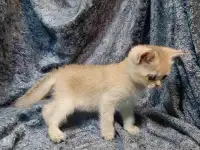 Шотландская кошка золотая шиншилла, фотография 7
