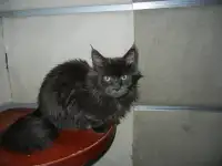 породистые котята мэйнкун, фотография 5