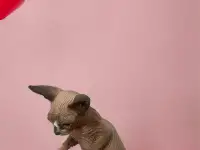 Котята канадского сфинкса, фотография 6