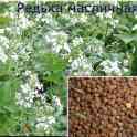 Редька масличная (Raphanus sativus)