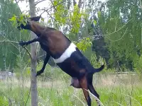 Молочная козочка