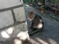 Котенок в дар, фотография 6