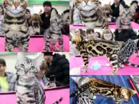 Бенгальские котята, фотография 3