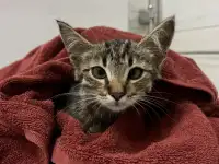 Отдам кошечку в хорошие руки!, фотография 2