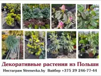 Декоративные растения из Польши, фотография 3
