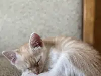 Миленький котенок ищет свой дом, фотография 3