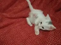 Красивые котята в дар, фотография 5