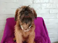 Брюссельский гриффон, фотография 7
