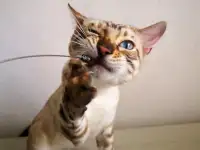 Бенгальские котята, фотография 4