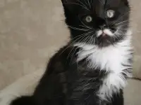 Котятa Мейн Куны из серцифицированного питомника, фотография 4