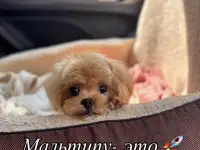 Мальтипу мини и микро пушон той пудель, фотография 8