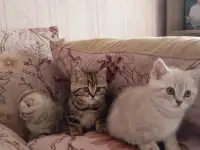 Котята, фотография 6