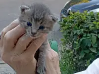 Срочно! Маленький Котенок мальчик в дар!, фотография 8