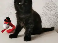 Котятa Мейн Куны из серцифицированного питомника