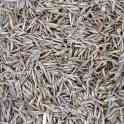 Овсяница красная (Festuca rubra), фотография 2