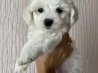 Щенки мальтийской болоноки, фотография 2