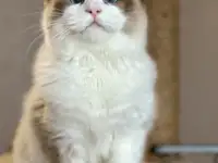 Рэгдолл, фотография 11