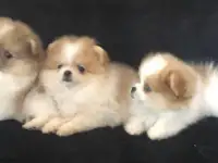 померанский шпиц чистокровные щенки, фотография 3