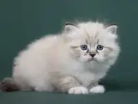 Сибирский котенок, невский маскарадный котенок, фотография 12