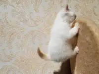 Котята шотландской прямоухой, фотография 8