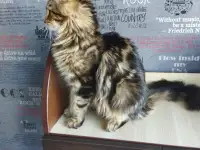 мейн кун мальчишки, фотография 5
