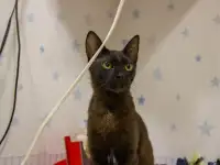Черная кошечка котенок Фелиция в поисках семьи и дома!, фотография 7