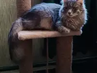 Эффектный котище Серый, кастрирован, фотография 7