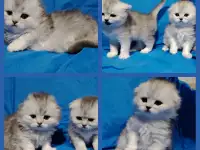 Котята шиншиллята шотландские., фотография 3