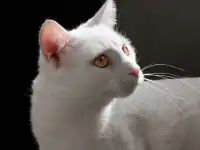 Котик в дар, фотография 4