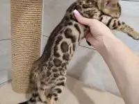 Бенгальские котята девочка, фотография 3