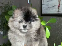 Померанский шпиц