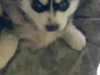 Щенки хаски!, фотография 2