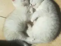 Бриташки очаровашки, фотография 4