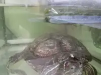 Продам Красноухую черепаху