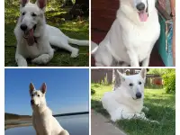 Щенки Белой швейцарской овчарки, фотография 3