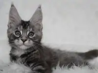 Кошечка породы мейн-кун.
