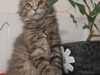 Мейн-кун