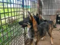 ПочтиВолки))) 17 псов отдам в хорошие руки, фотография 7