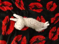 Шотландские  вислоухие котята, фотография 5