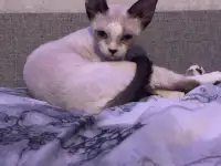 Котенок Девон Рекс, фотография 2