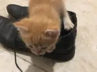 Дарю котят, фотография 2