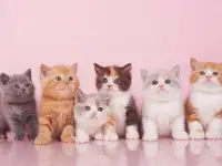 Элитные британские котята всех окрасов. Профессиональный питомник, фотография 2