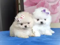Померанский шпиц, щенки. Мини мишки