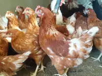 Куры несушки доставка по району, фотография 2