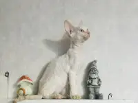 Кошка Девон рекс, фотография 2