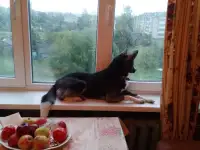 Собака в дар, фотография 2