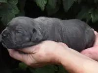 Щенки Кане Корсо